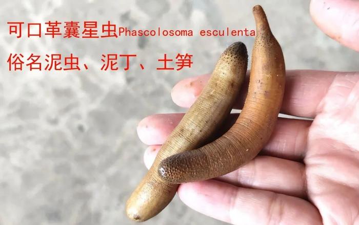 看着福建土笋冻,嘴巴就是不敢动