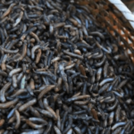 舌尖上的非遗 | 土笋冻：这道福建的“黑暗料理”究竟是笋还是虫？