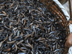 舌尖上的非遗 | 土笋冻：这道福建的“黑暗料理”究竟是笋还是虫？