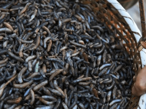 舌尖上的非遗 | 土笋冻：这道福建的“黑暗料理”究竟是笋还是虫？