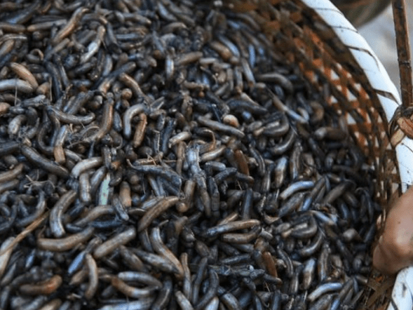 舌尖上的非遗 | 土笋冻:这道福建的“黑暗料理”究竟是笋还是虫?