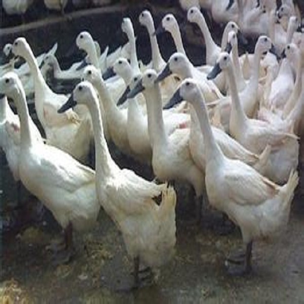 连城白鸭