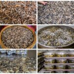 闽南土笋冻制作技艺