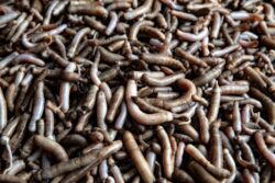 福建美食｜鲜嫩弹牙的土笋冻（土筍冻），内里原来不是「筍」？