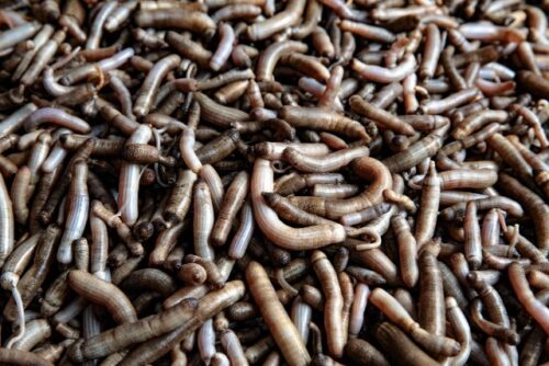 福建美食｜鲜嫩弹牙的土笋冻（土筍冻），内里原来不是「筍」？