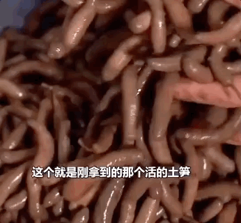 看着福建土笋冻,嘴巴就是不敢动