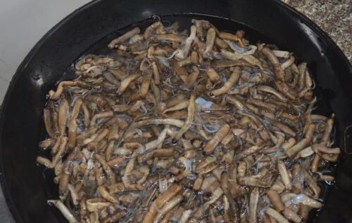 土笋冻，你来自哪里？