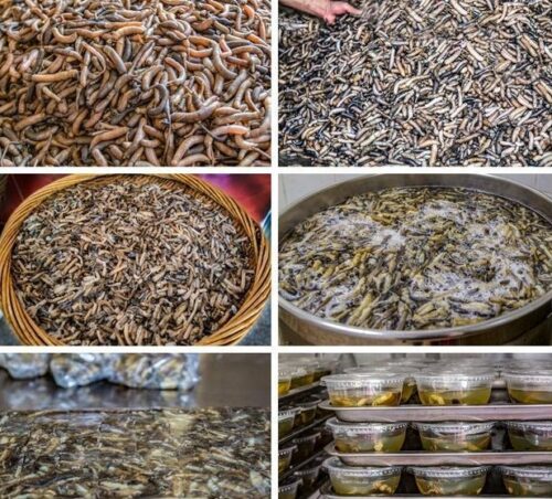 土笋冻，你来自哪里？