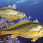 什么野生黄鱼比养殖黄鱼贵几十倍？真的这么金贵？