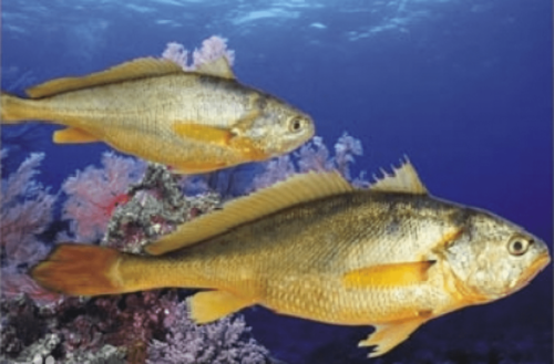 什么野生黄鱼比养殖黄鱼贵几十倍？真的这么金贵？