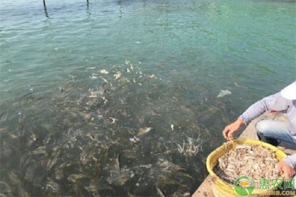 黄花鱼的人工养殖方式和注意事项