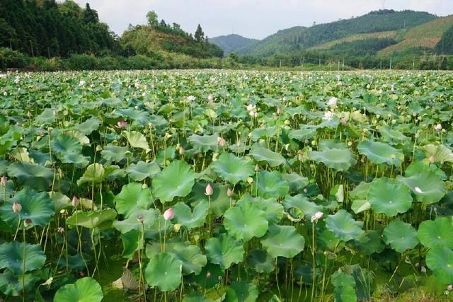 历史上最辉煌的小城,曾是一国首都!美了1800年,少有人知!