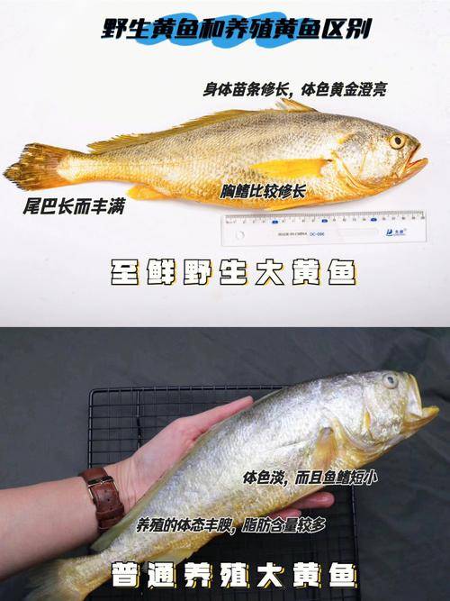 什么野生黄鱼比养殖黄鱼贵几十倍?真的这么金贵?