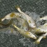 黄花鱼的人工养殖方式和注意事项