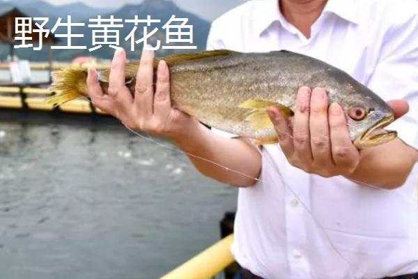 黄花鱼有人工养殖的吗,野生的价格昂贵