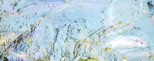 黄花鱼有人工养殖的吗，野生的价格昂贵