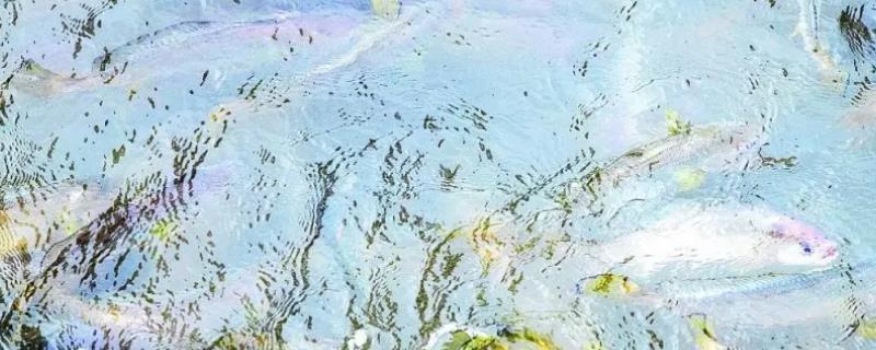 黄花鱼有人工养殖的吗，野生的价格昂贵