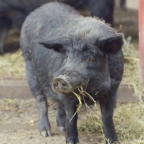 福州黑猪
