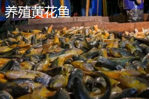 黄花鱼有人工养殖的吗,野生的价格昂贵