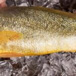 大黄花鱼和小黄花鱼的区别，有四个方面