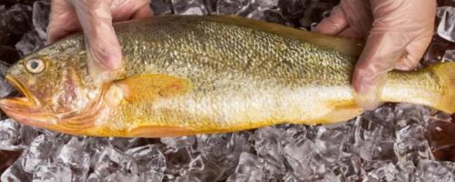大黄花鱼和小黄花鱼的区别，有四个方面