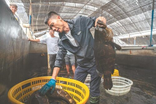 石斑上岸与巴浪翻身