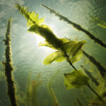 吃海带的14种功效和3大禁忌