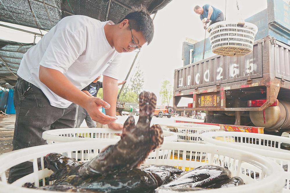 石斑上岸与巴浪翻身