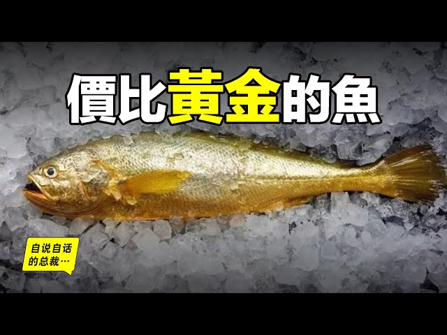 大黄鱼-黄花鱼