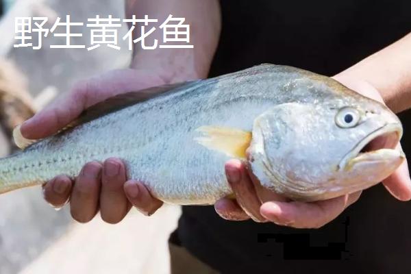 黄花鱼有人工养殖的吗,野生的价格昂贵