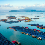 福建省海上养殖综合整治和绿色发展有新招