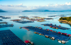 福建省海上养殖综合整治和绿色发展有新招