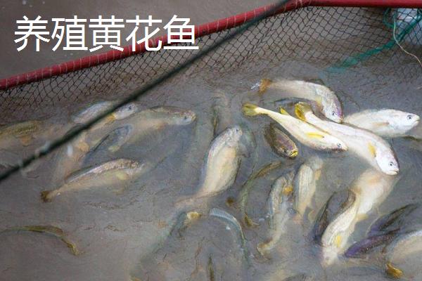 黄花鱼有人工养殖的吗，野生的价格昂贵