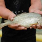 突访神秘黄花鱼 它会“呱呱”叫!