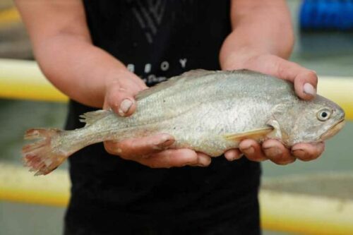 突访神秘黄花鱼 它会“呱呱”叫!