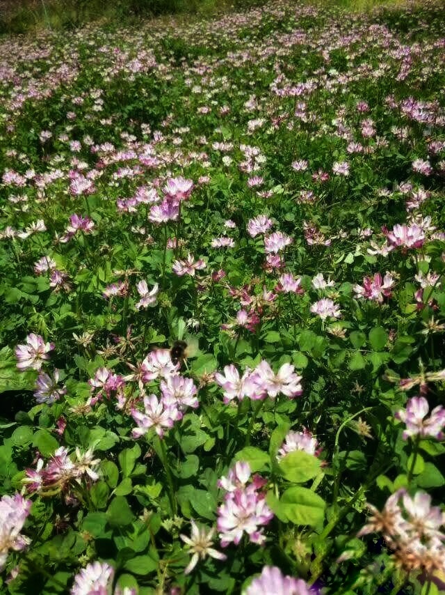 龙岩市连城县冯地村