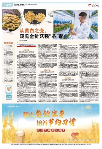 党报记者八闽调研行丨从黄白之变，窥见金针菇强“芯”路