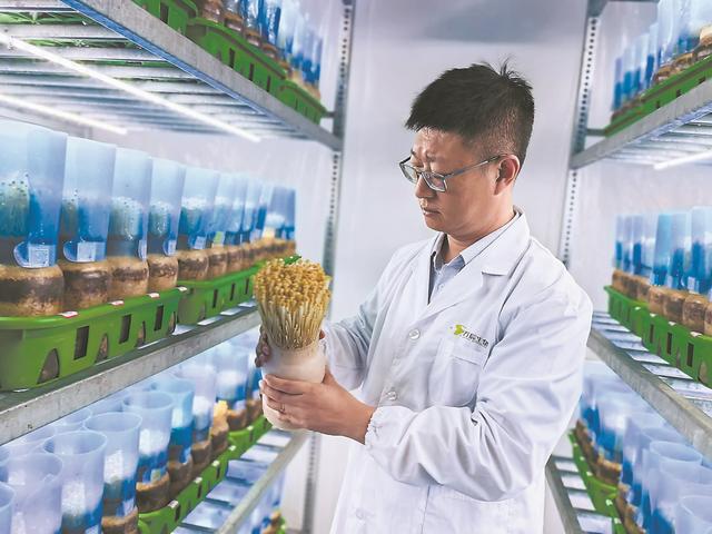 党报记者八闽调研行丨从黄白之变,窥见金针菇强“芯”路