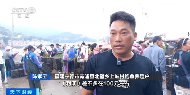 产业化、规模化!福建霞浦升级“软排”养殖,1.5万亩鲍鱼迎丰收