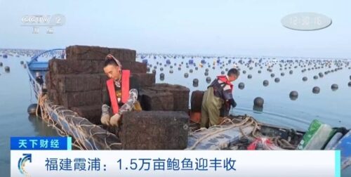 产业化、规模化！福建霞浦升级“软排”养殖，1.5万亩鲍鱼迎丰收