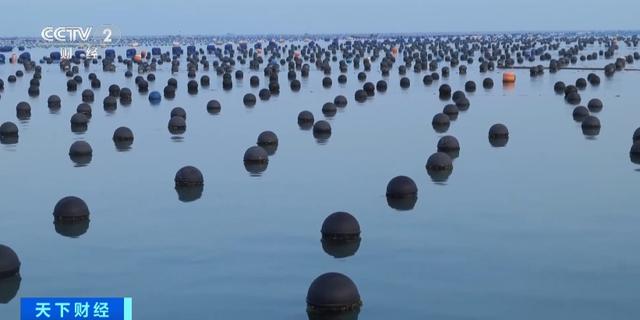 产业化、规模化!福建霞浦升级“软排”养殖,1.5万亩鲍鱼迎丰收