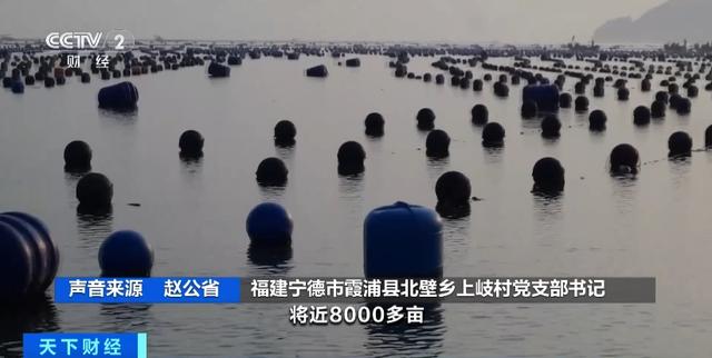 产业化、规模化!福建霞浦升级“软排”养殖,1.5万亩鲍鱼迎丰收