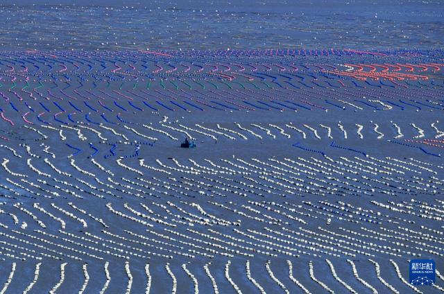 福建海洋渔业的现代化转型与发展全景