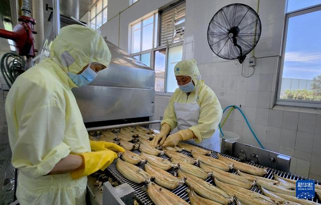 福建海洋渔业的现代化转型与发展全景