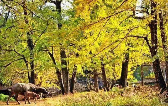 “2022美丽中国·深呼吸小城”名单，福建8地入围