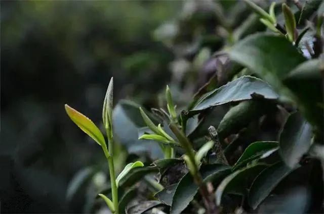 “2022美丽中国·深呼吸小城”名单，福建8地入围