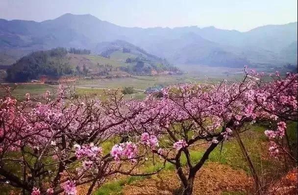 八闽文脉·风物｜光饼：小吃中的传奇，福建人的乡愁“解药”