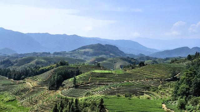 乡村振兴在行动丨从散户经营到产业组团 闽东山村“联”出振兴新路子