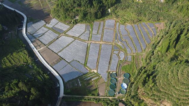 乡村振兴在行动丨从散户经营到产业组团 闽东山村“联”出振兴新路子
