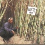 重振八闽甘蔗梦：福建省的产业复兴之路